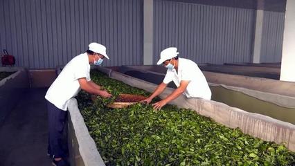 凤冈县围绕绿色食品抓工业 跑出茶叶出口加速度
