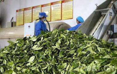 茶香满高原--新时代西藏茶产业发展喜人