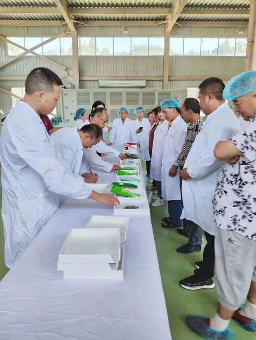 陕西市持续开展夏秋茶新产品加工技术培训 拓宽茶农增收致富新路径