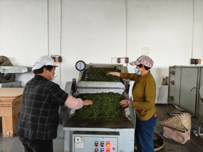 贵州金沙:春茶采摘 点绿成金