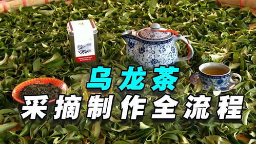 泰国最大的乌龙茶加工厂,三小时收集50斤,氧化保存工艺很关键